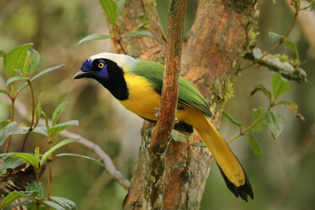 Colorful bird perched on a tree branch.