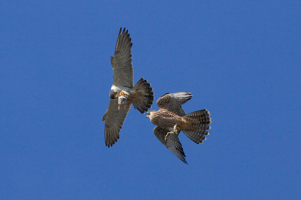 Two falcons fighting in mid-air