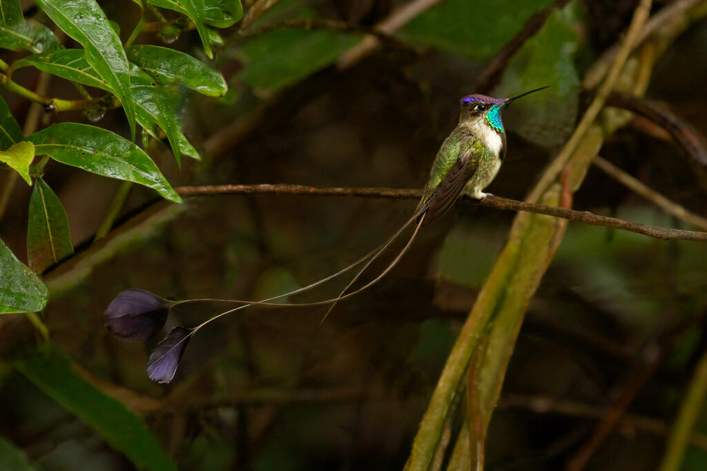 Hummingbird with long tail feathers perches on branch.
