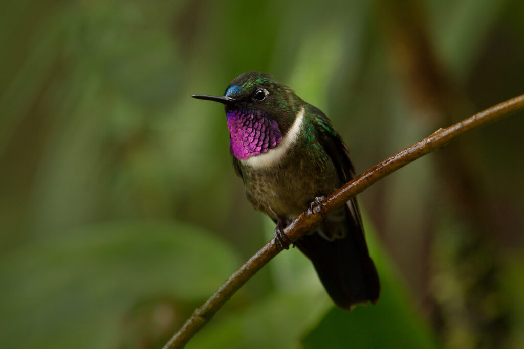 Colorful hummingbird perched on a branch
