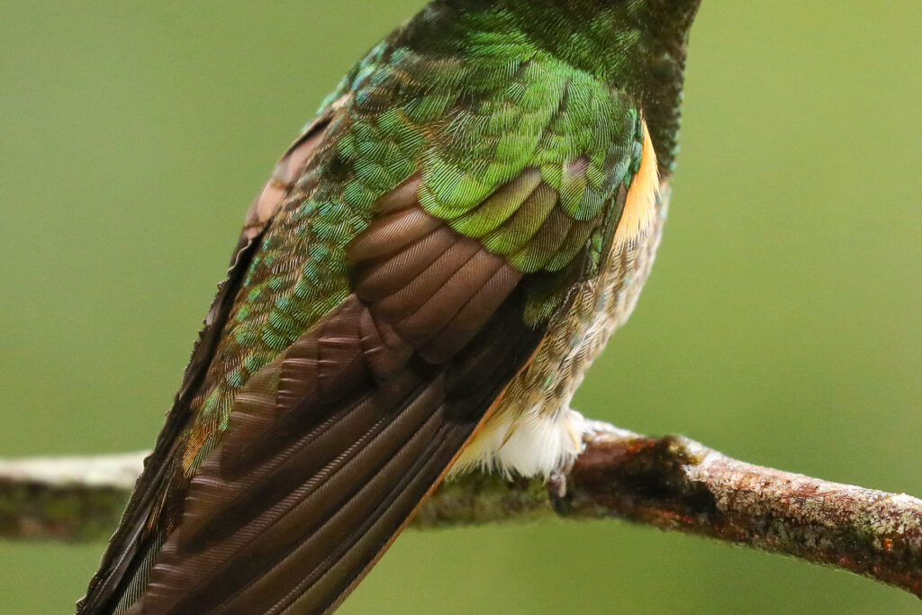Colorful hummingbird perched on branch, close-up view.