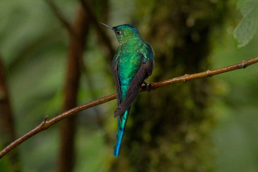 Green hummingbird perched on a branch