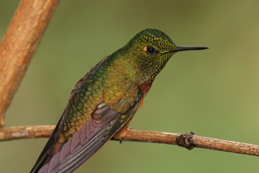Close-up of a colorful hummingbird on a branch.