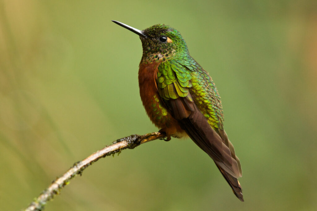 Colorful hummingbird perched on a branch.