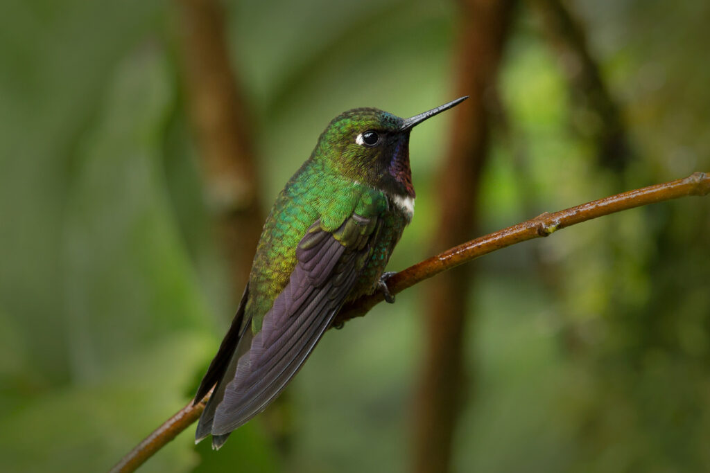 Colorful hummingbird perched on thin branch