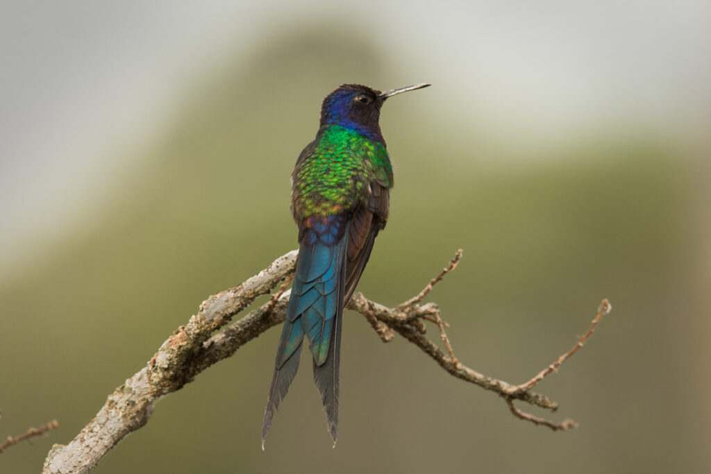Colorful hummingbird perched on a branch.