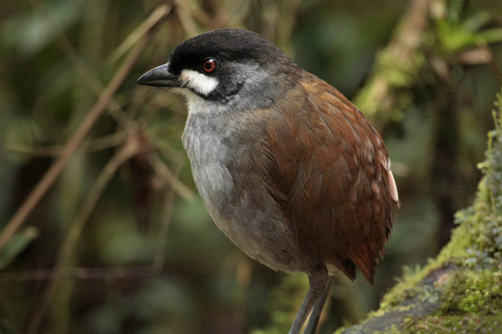 Close-up of bird in forest setting.