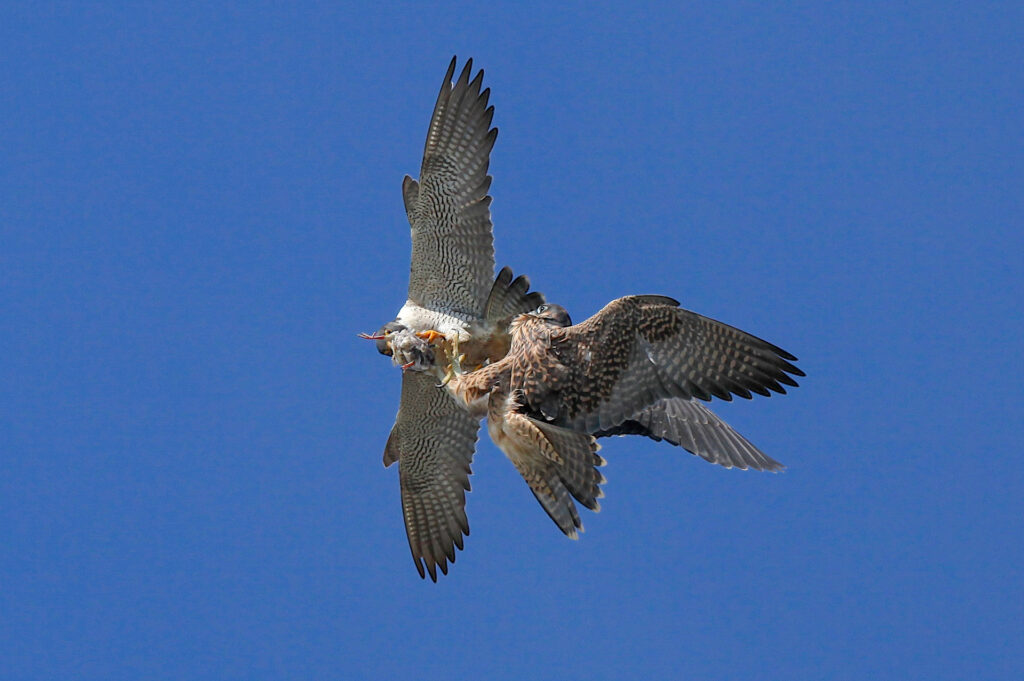 Two falcons fighting mid-air