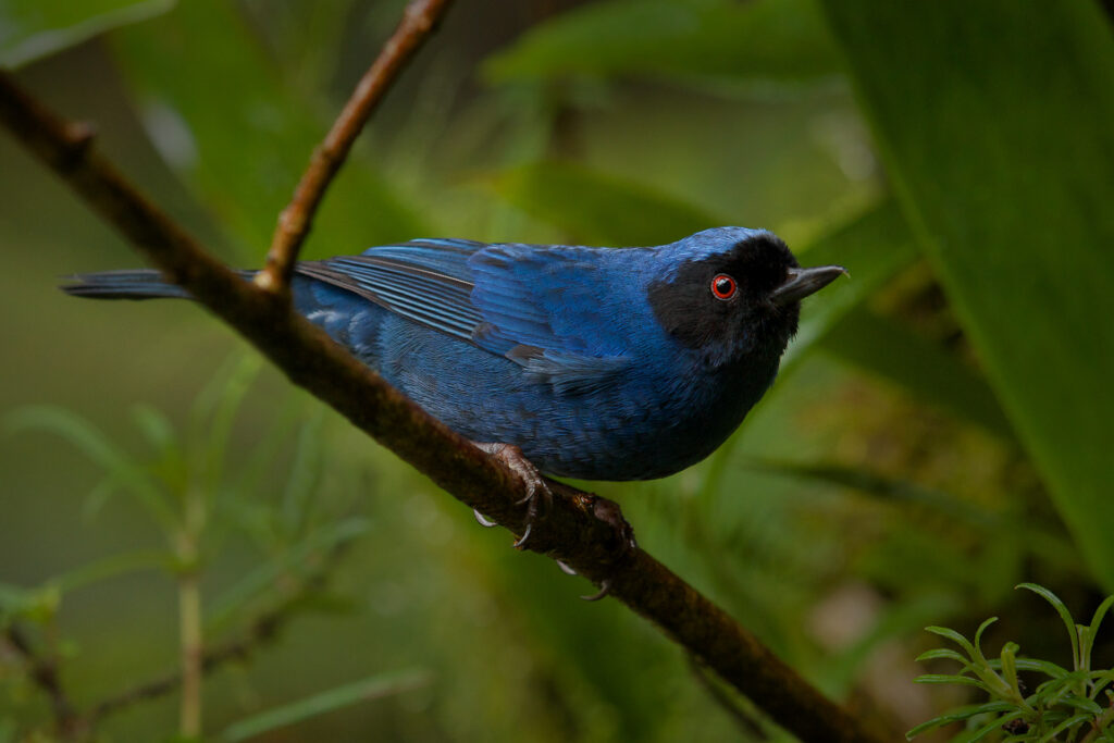 Blue bird perched on lush green branch