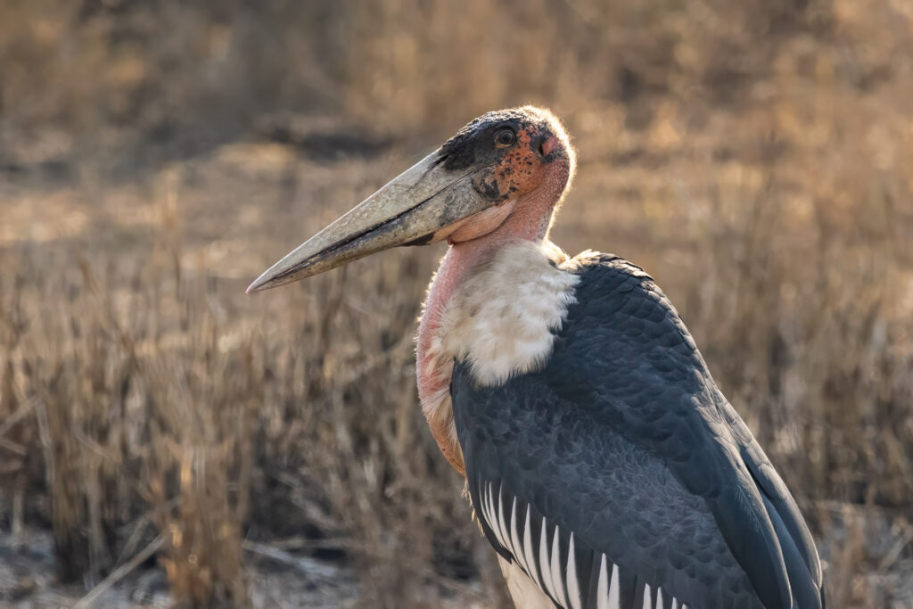 Marabou stork in natural habitat, close-up view.