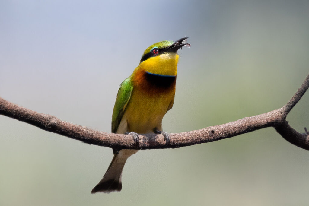 Colorful bird with insect on branch