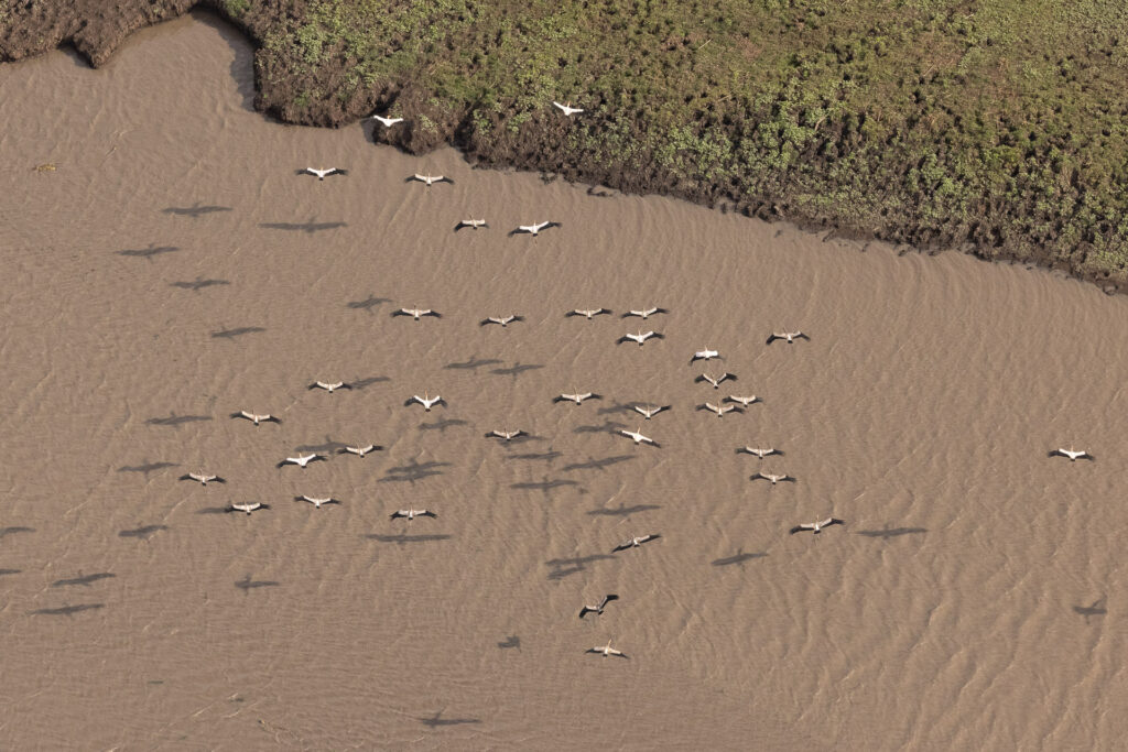 Pelicans flying over river with shadows on water