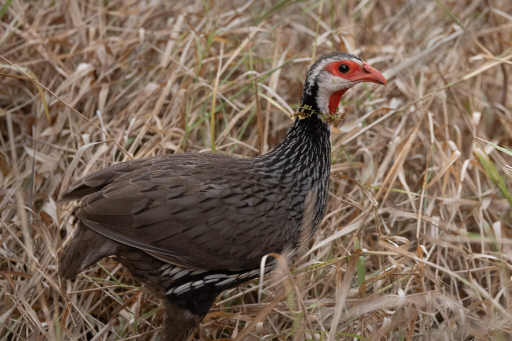 Red-faced bird in dry grass habitat.