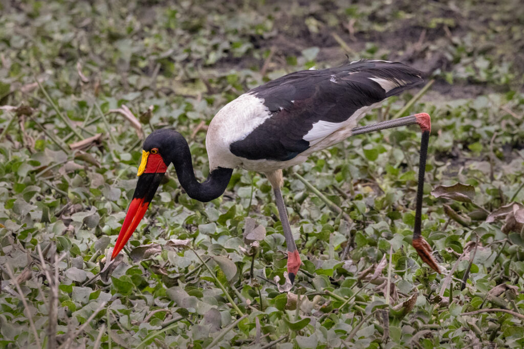 Saddle-billed stork hunting in wetland
