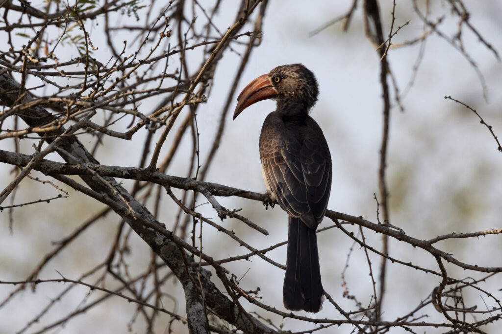 Hornbill perched on a tree branch