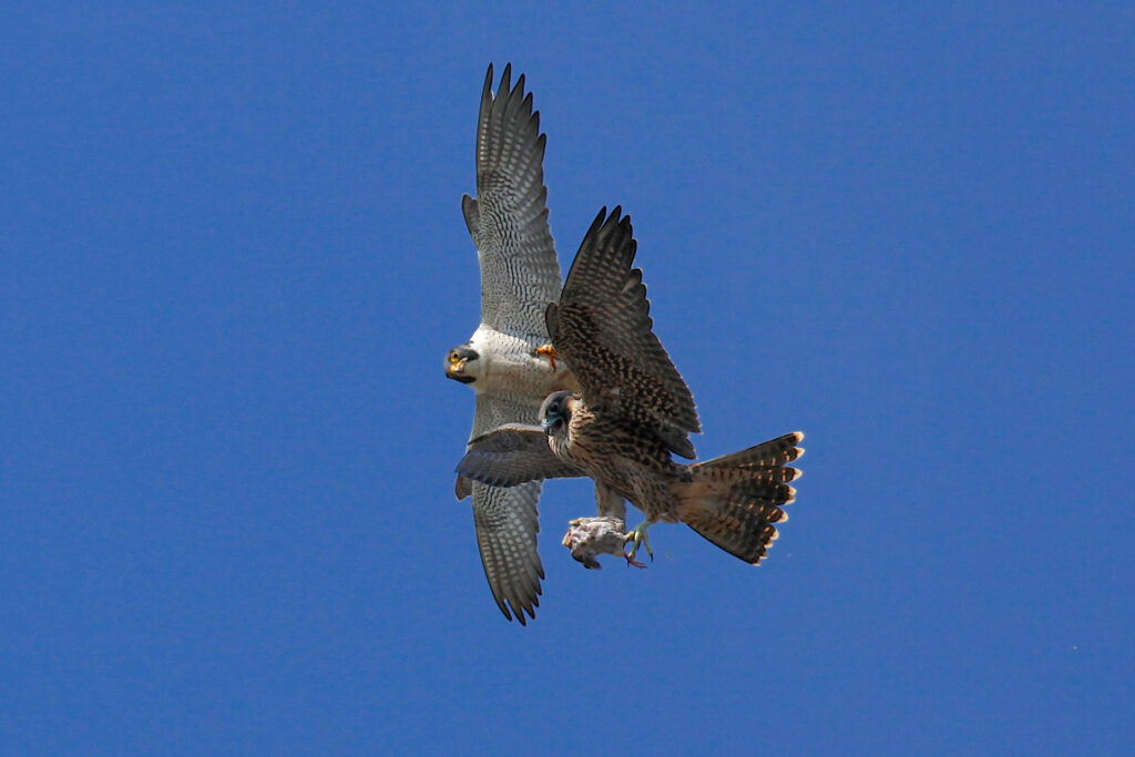 Two peregrine falcons flying in the sky.