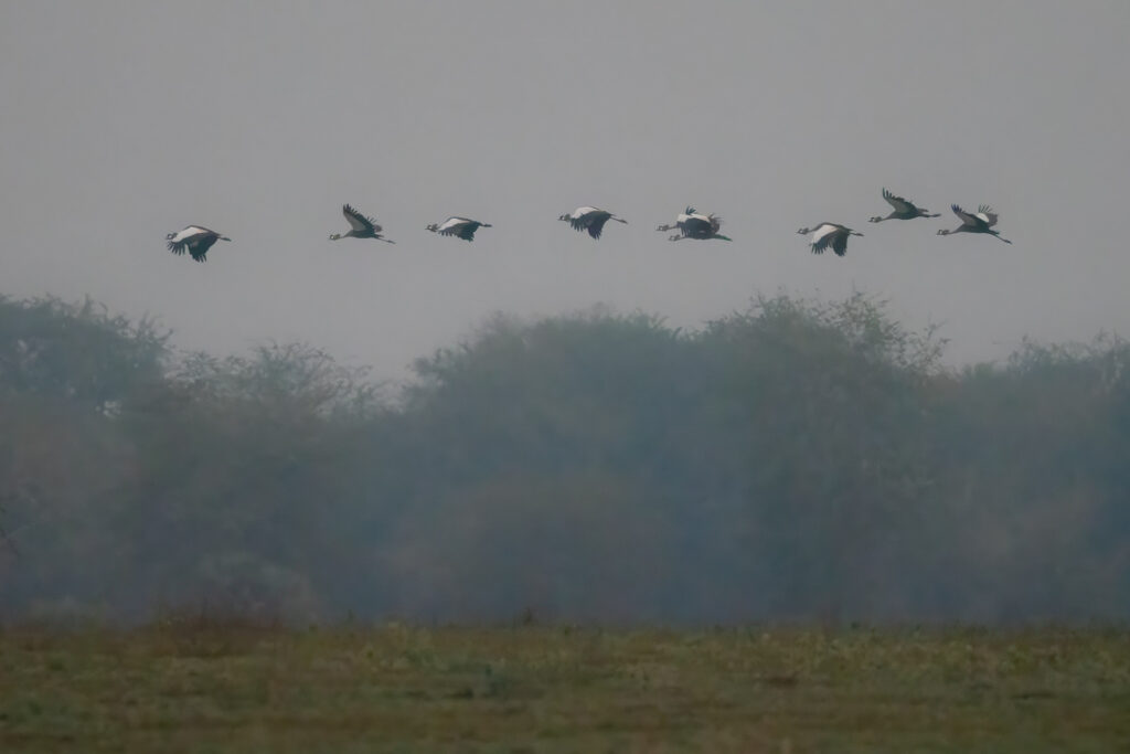 Flock of birds flying over misty landscape.