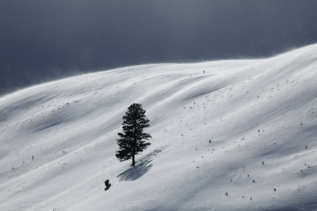 Lone tree on snowy mountain slope