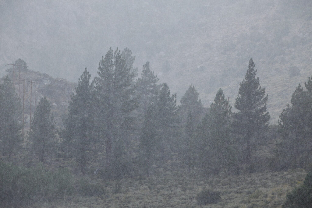 Pine trees in a rainstorm