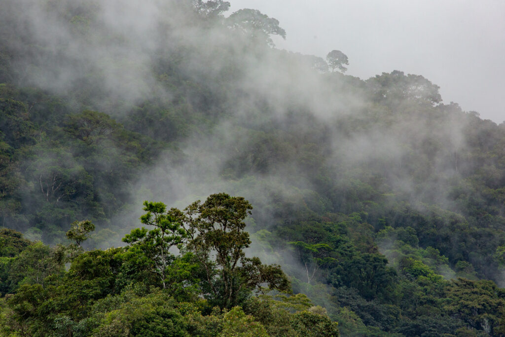 Misty rainforest canopy with dense green trees.
