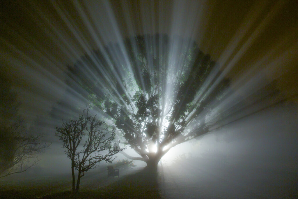 Mystical tree with radiant light in foggy night.