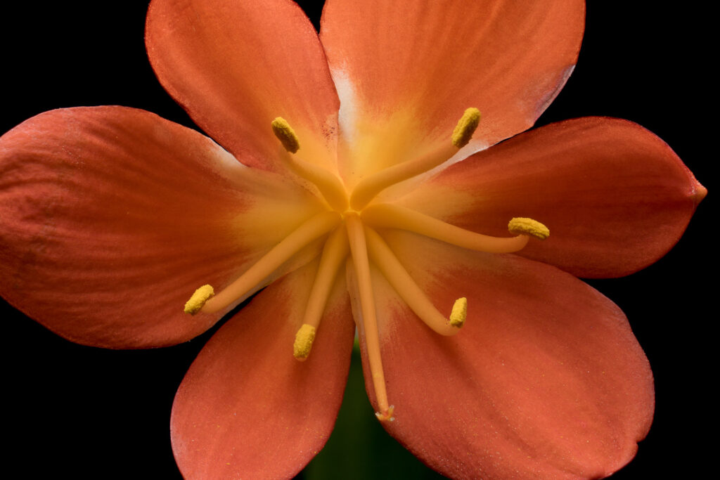 Close-up of orange flower on black background.