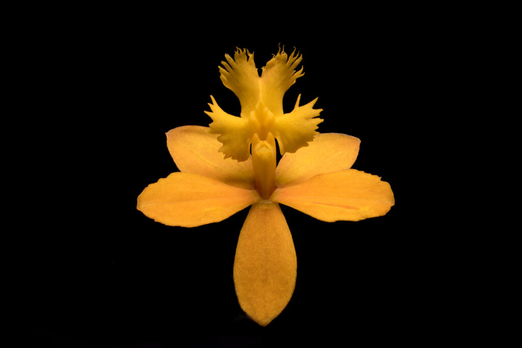 Yellow orchid on black background