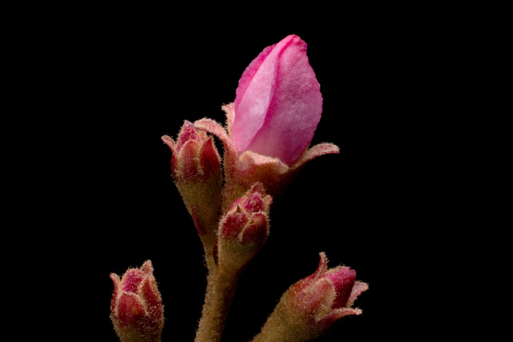 Close-up of pink flower buds on black background.