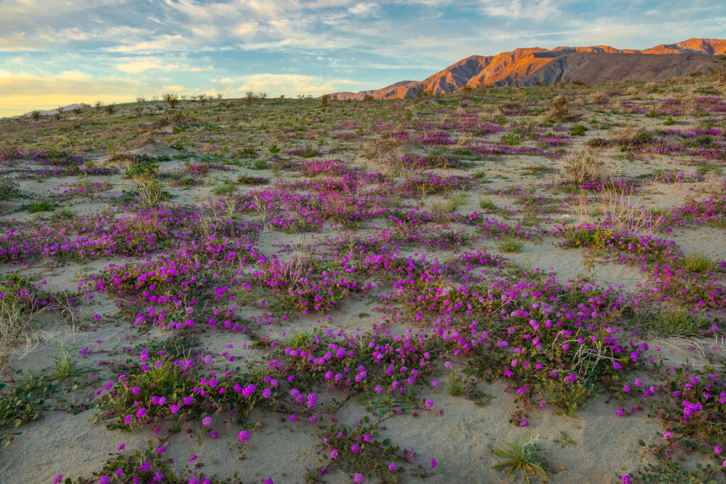 Desert landscape with purple wildflowers and mountains.