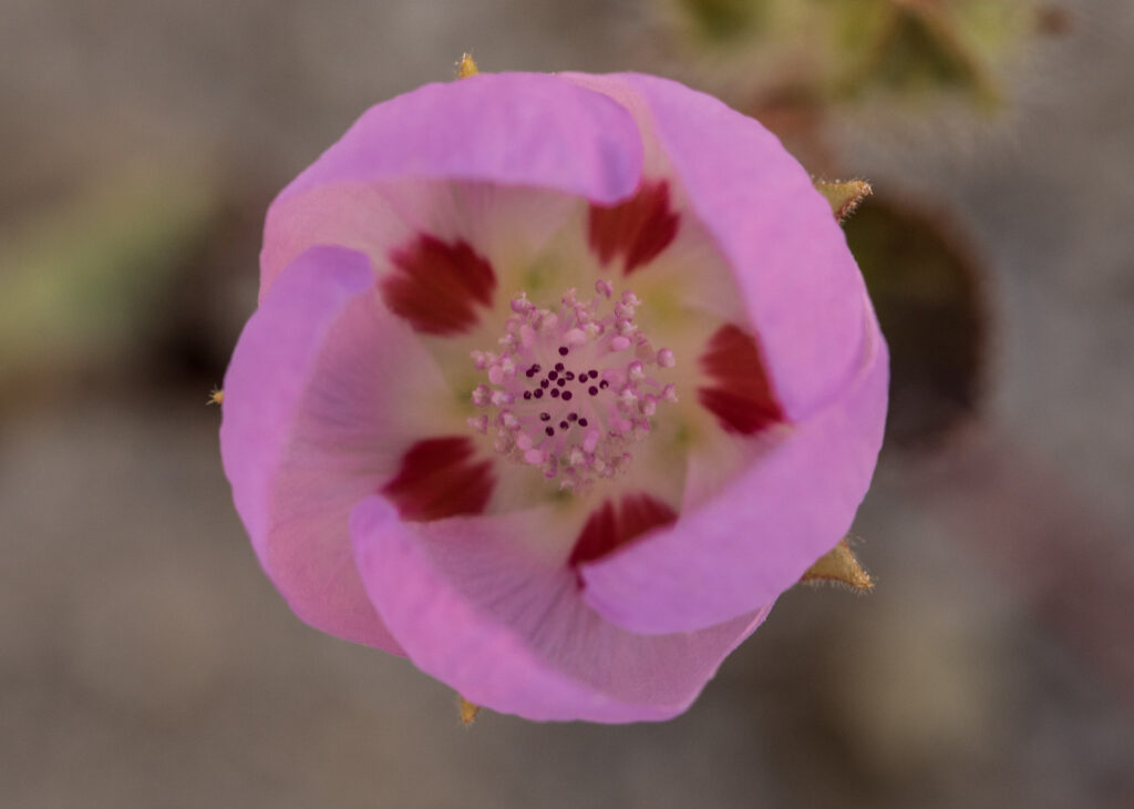Close-up of pink desert five-spot flower
