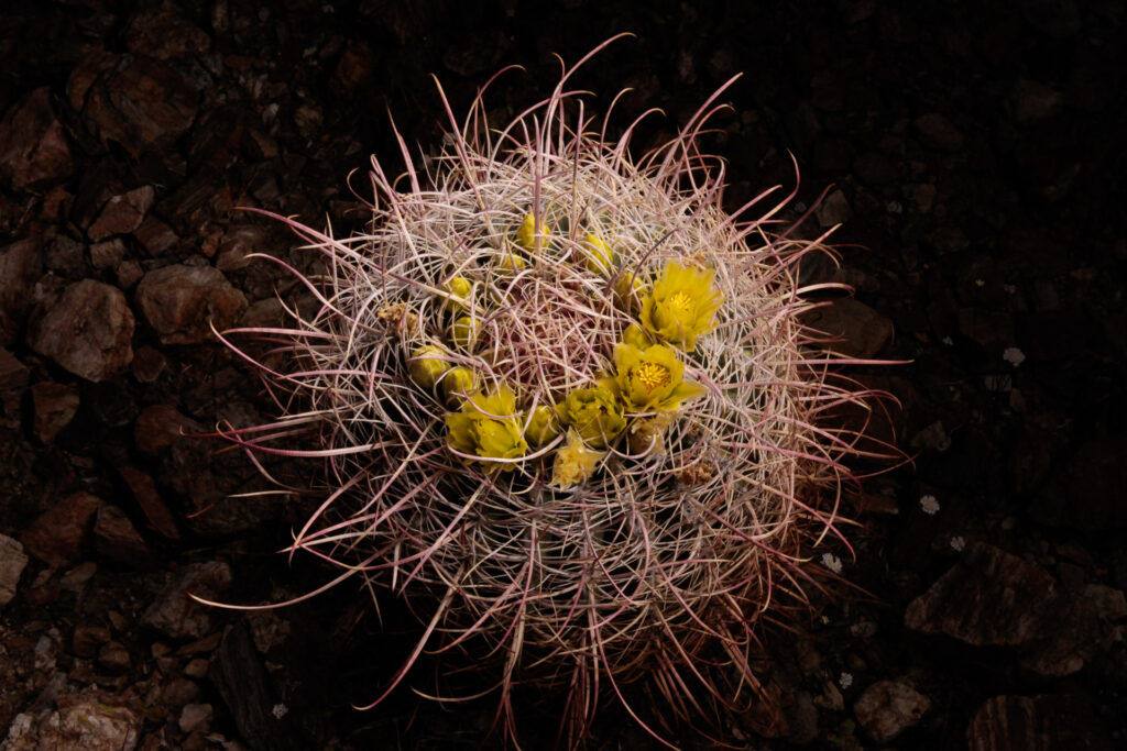 Close-up of cactus with yellow flowers.