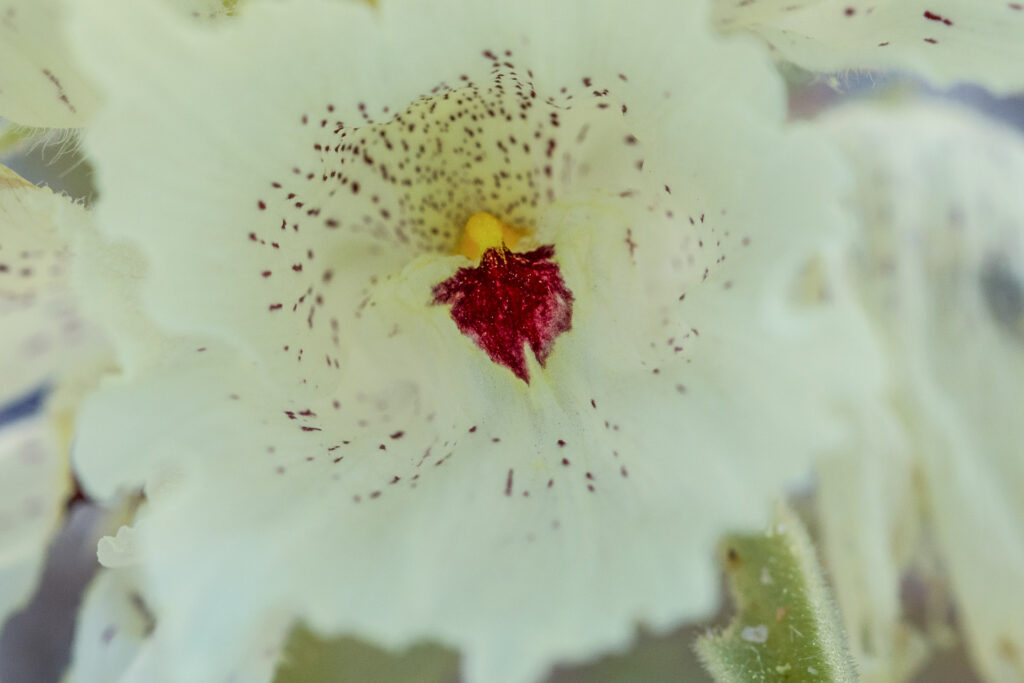Close-up of white flower with red center