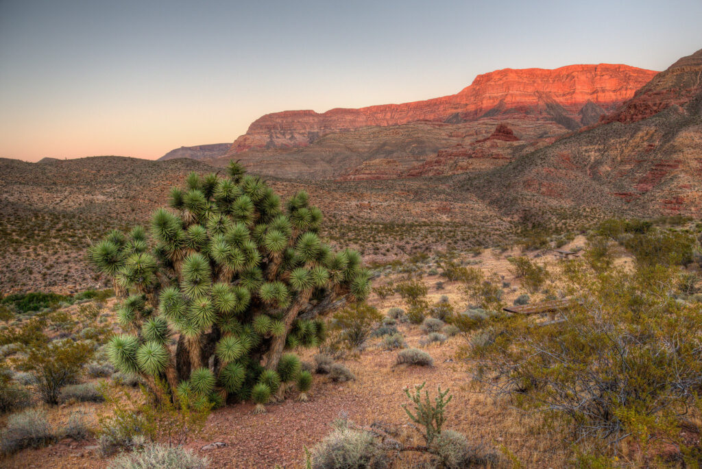 Desert landscape with Joshua tree and mountains at sunset.