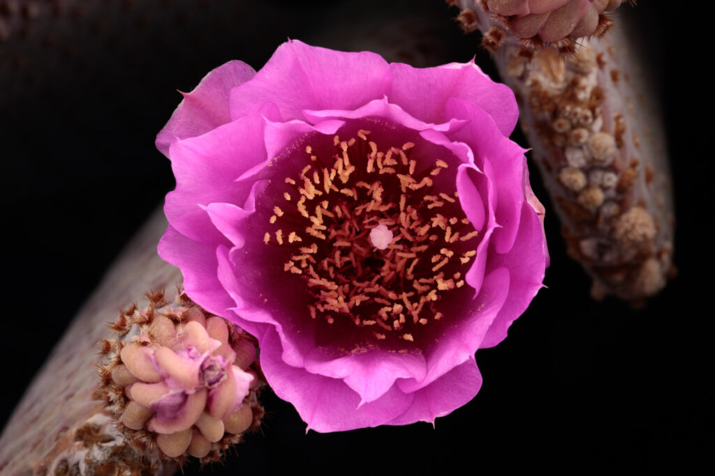 Close-up of vibrant pink cactus flower blooming.