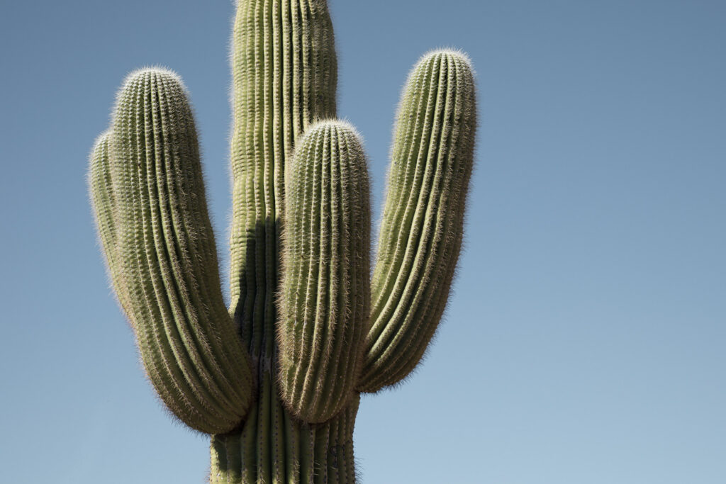 Tall cactus under clear blue sky