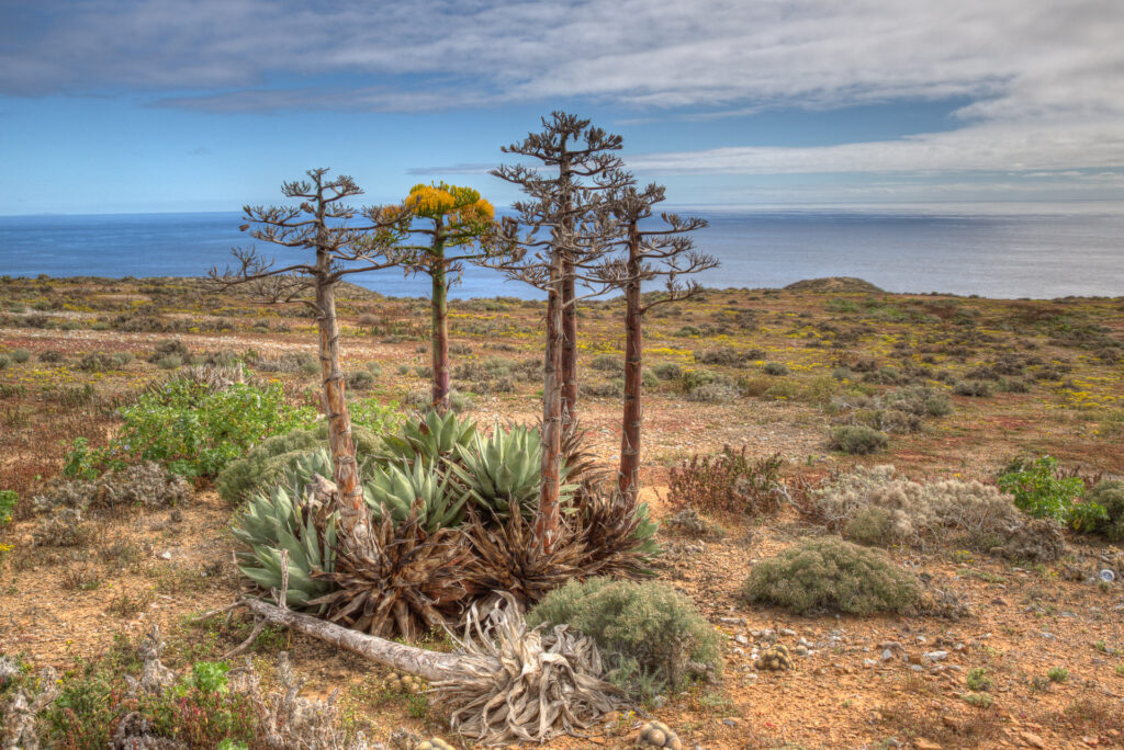 Yucca trees on coastal landscape with ocean view.