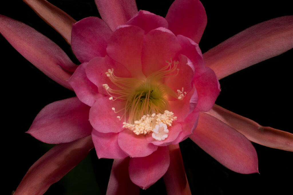 Vibrant pink flower with layered petals and stamen.