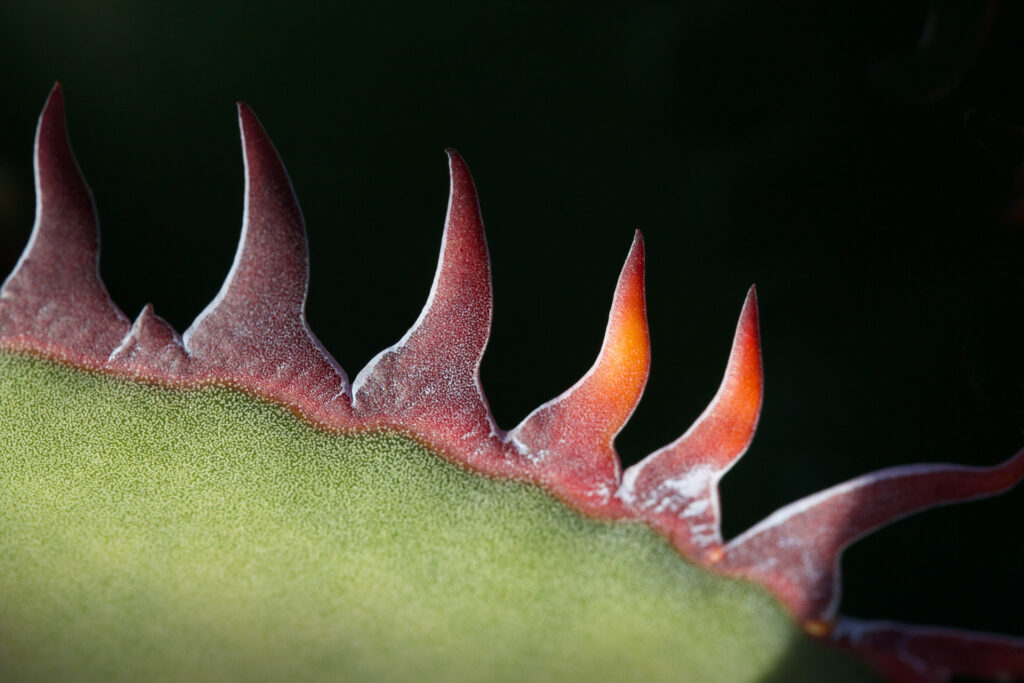 Close-up of serrated leaf edge with red spikes