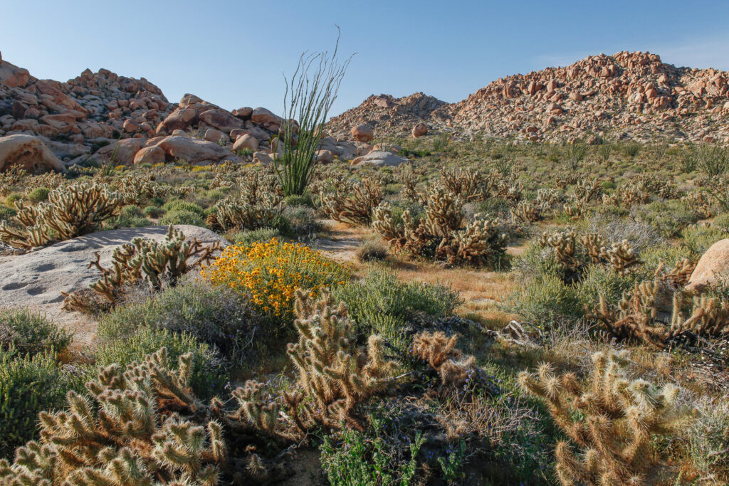 Desert landscape with cacti and rocky hills.