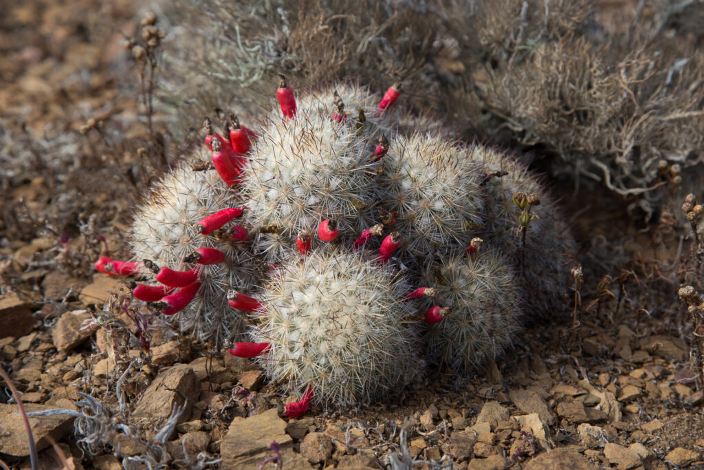Cactus with red flowers on rocky soil.