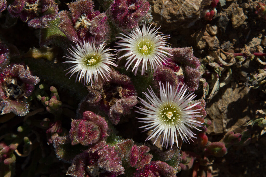 Ice plant with white spiky flowers.