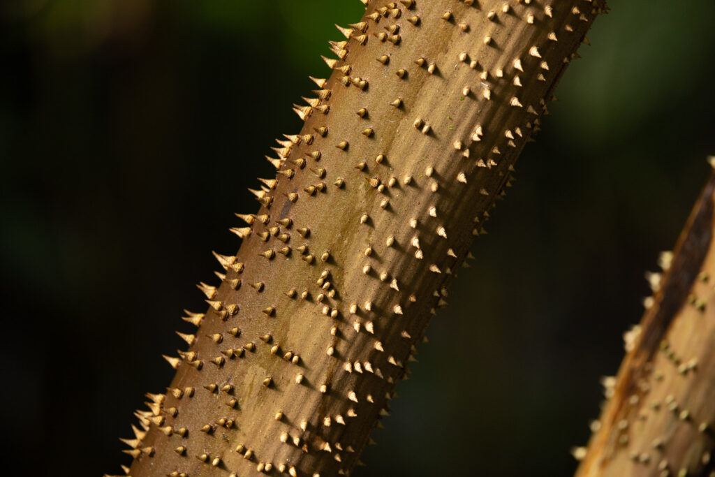 Close-up of thorny plant stem in sunlight.
