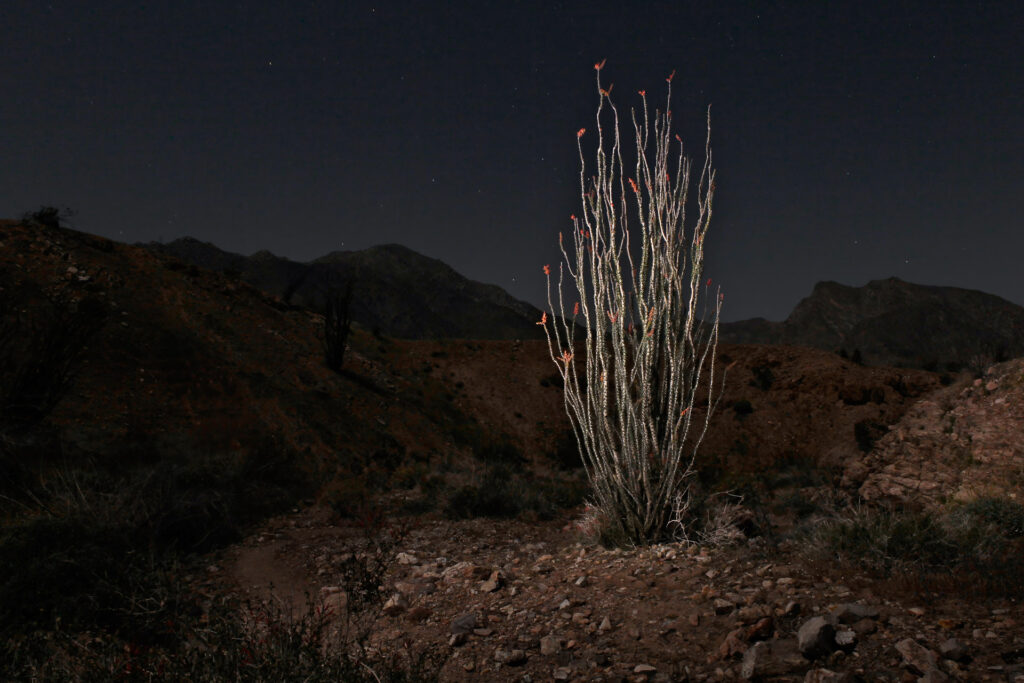 Tall cactus in desert at night