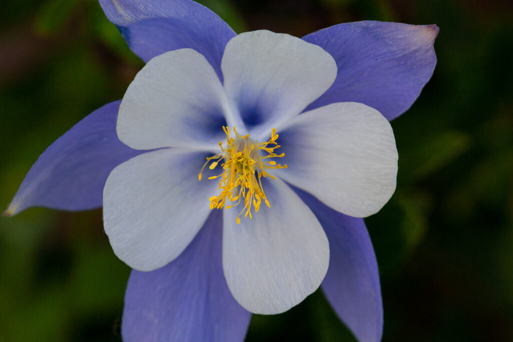 Close-up of blue and white columbine flower