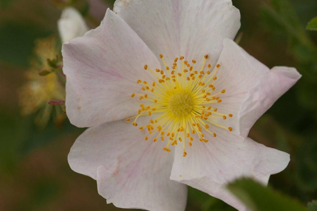Close-up of pink flower with yellow center