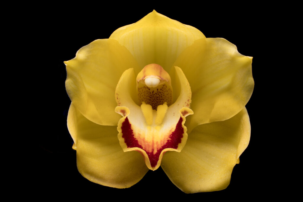Close-up of yellow orchid on black background.