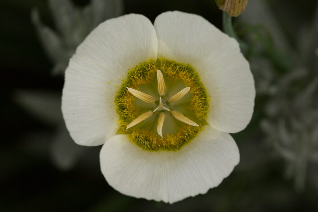 Close-up of a white flower with yellow center.