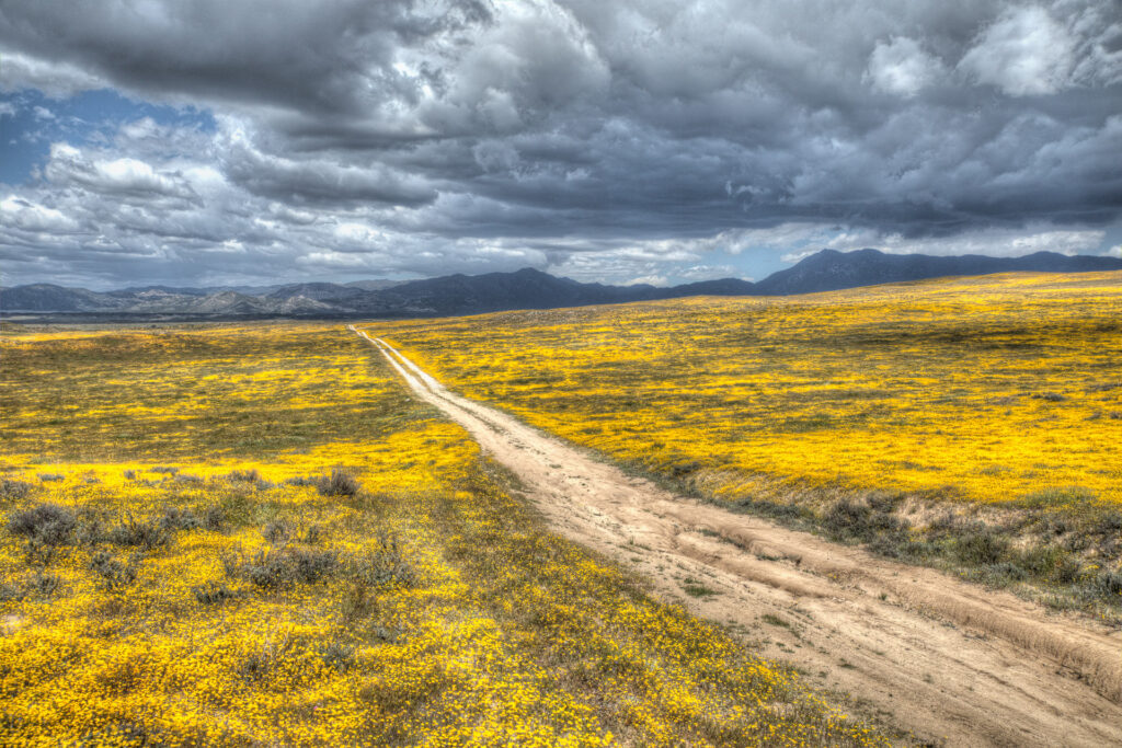 Dirt path through field of yellow flowers, cloudy sky