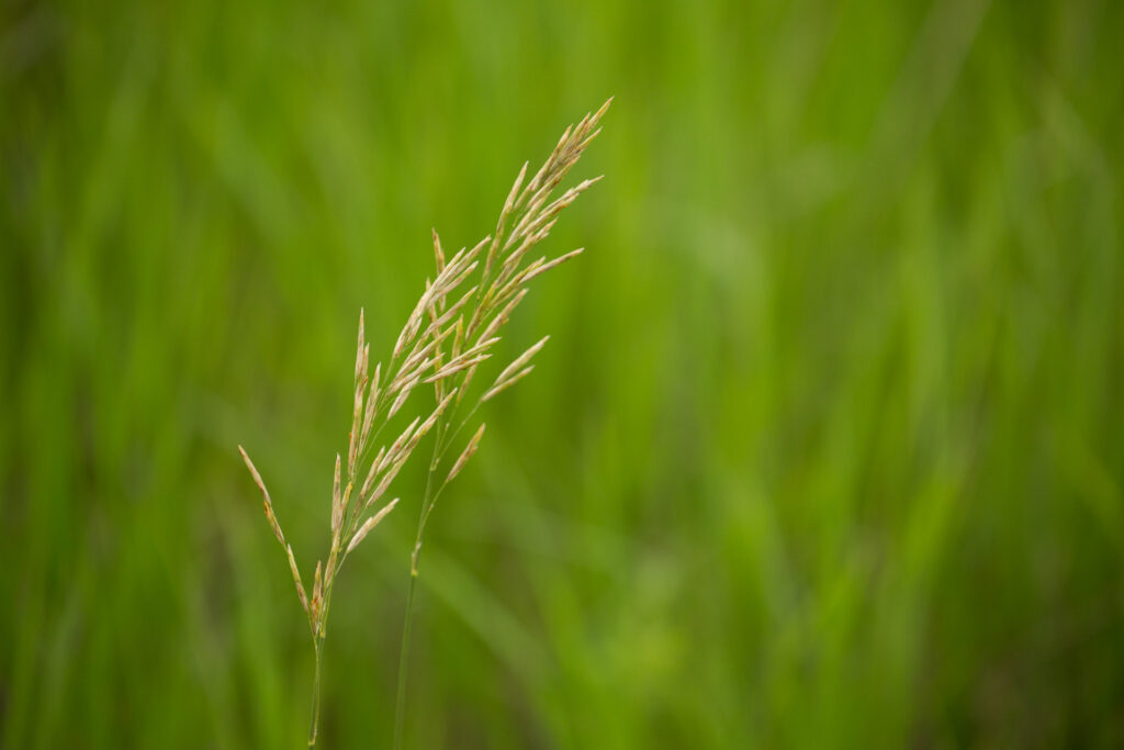 Close-up of grass blade on green background.