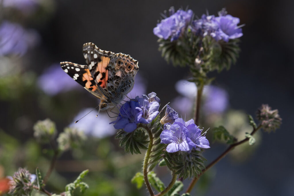 Butterfly on purple flowers in garden.